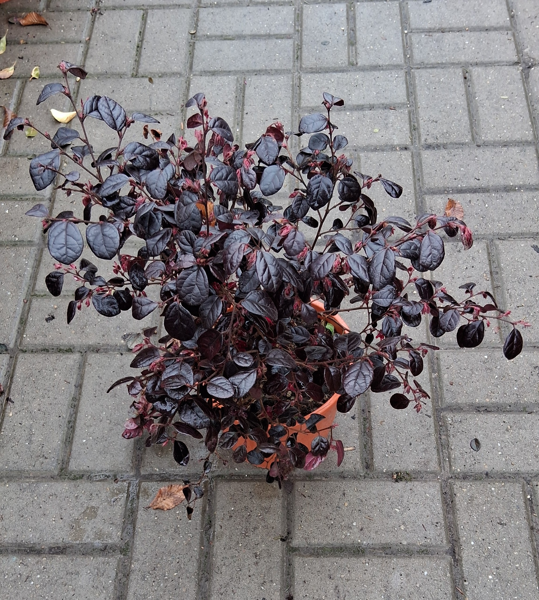 Loropetalum chinensis kínai rojtosvirág rózsaszín virágokkal és bordó lombbal