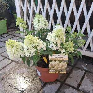 Hydrangea paniculata Magical Matterhorn bugás hortenzia fehér virágbugákkal
