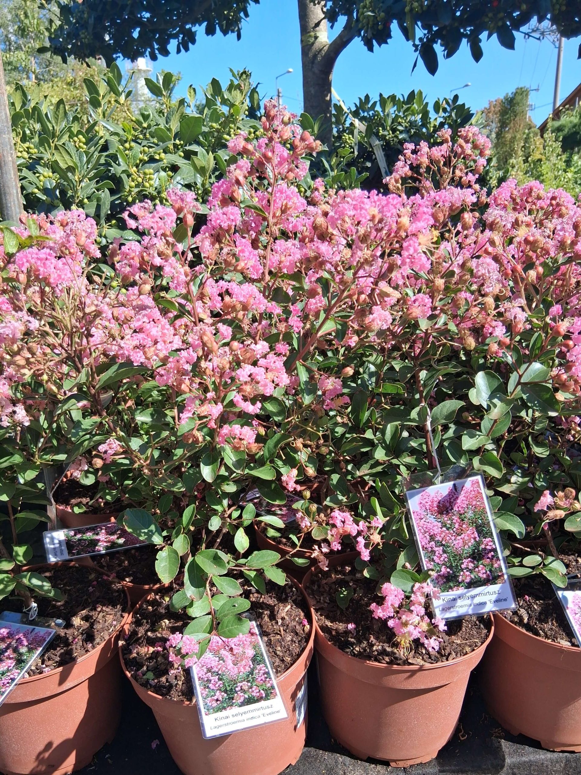 Lagerstroemia indica 'Eveline' – kínai selyemmirtusz - Image 2