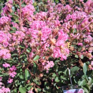 Lagerstroemia indica 'Eveline' kínai selyemmirtusz pasztellrózsaszín virágokkal