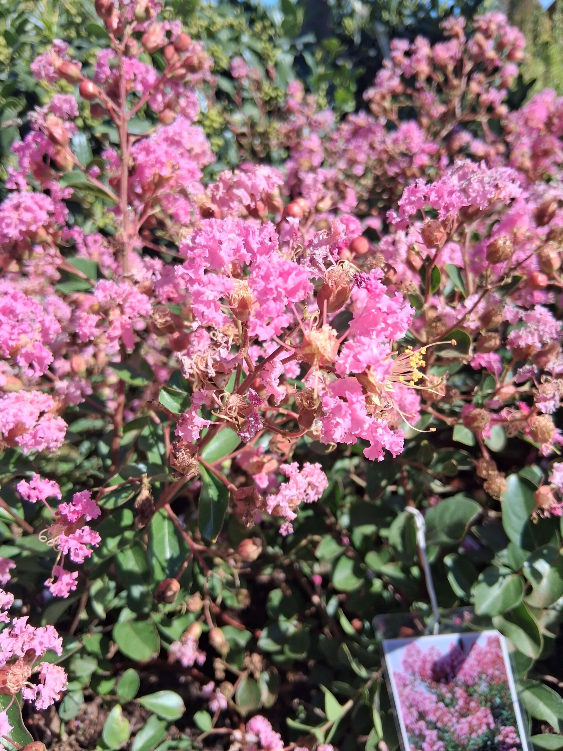Lagerstroemia indica 'Eveline' kínai selyemmirtusz pasztellrózsaszín virágokkal