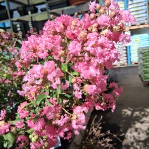 Lagerstroemia indica 'Seaburn' rózsaszín virágú kínai selyemmirtusz