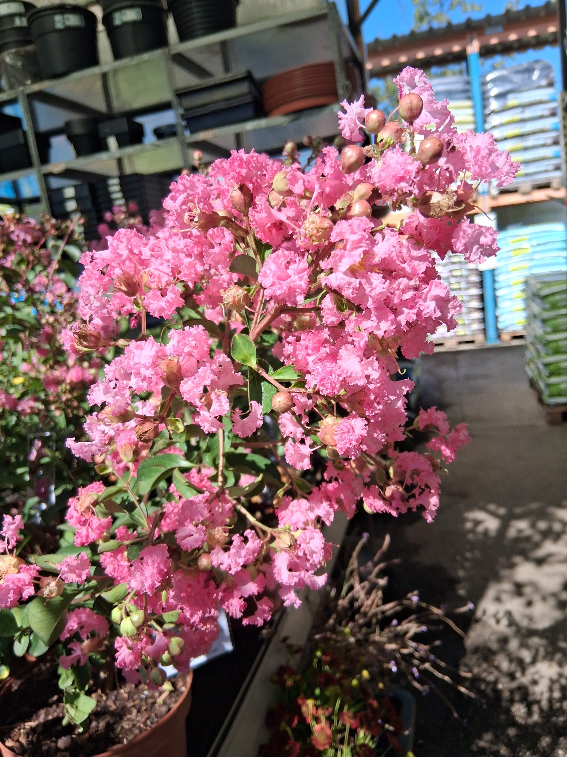 Lagerstroemia indica 'Seaburn' rózsaszín virágú kínai selyemmirtusz
