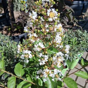 Lagerstroemia 'Natchez' fehér virágú kínai selyemmirtusz