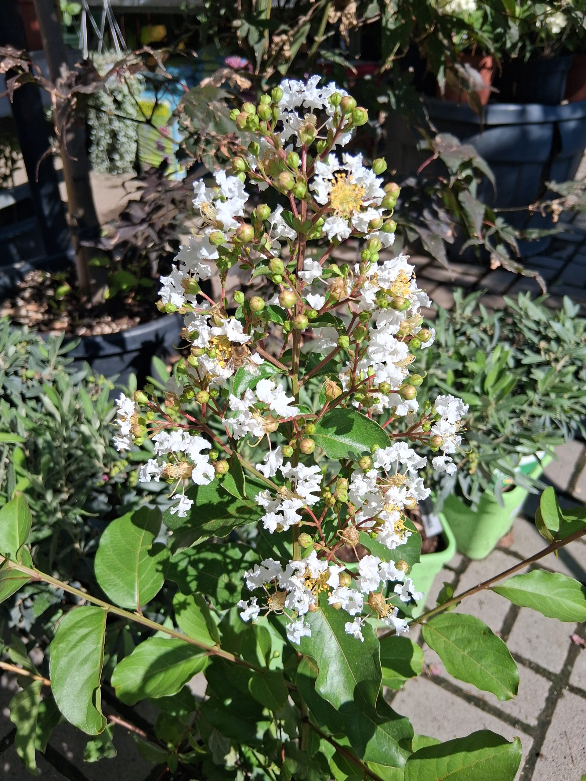 Lagerstroemia 'Natchez' fehér virágú kínai selyemmirtusz