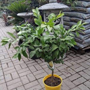 Citrus bergamia bergamott növény aromás terméssel