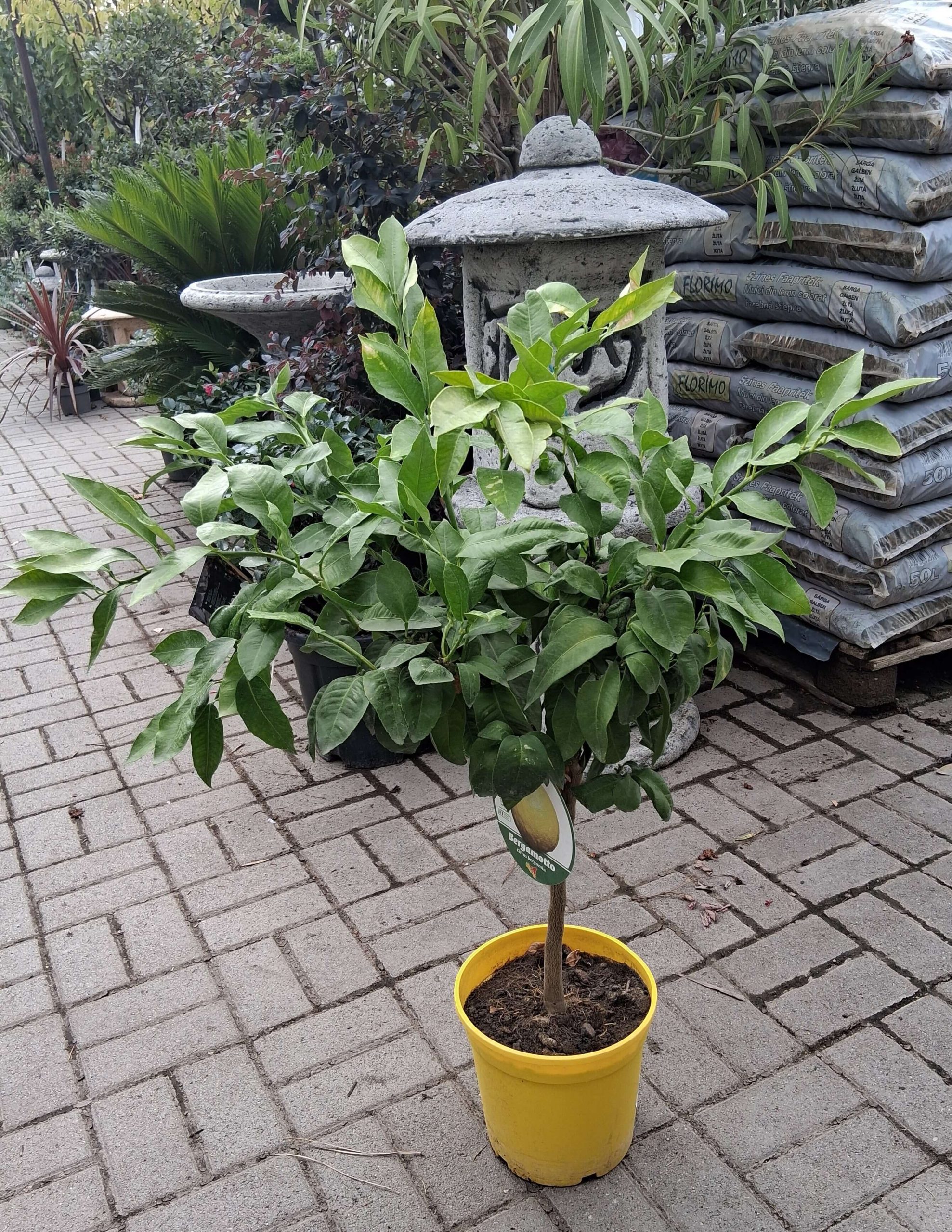 Citrus bergamia bergamott növény aromás terméssel
