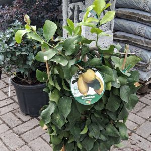 Citrus limon Lunario citromfa sárga termésekkel