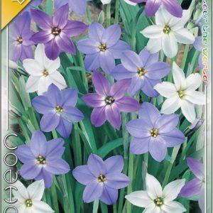 Ipheion mixed ibolyás csillaghagyma színkeverék 10 db