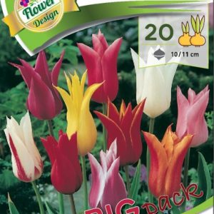 Tulipa Lilyflowered mix 20 db liliomvirágú tulipán hagyma