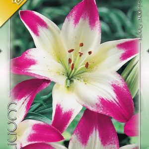 Lilium Asiatic Pink-White rózsaszín-fehér ázsiai liliom