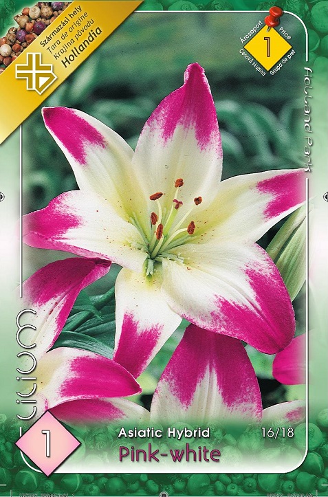Lilium Asiatic Pink-White rózsaszín-fehér ázsiai liliom