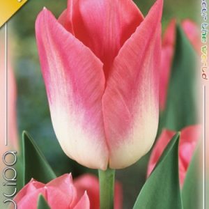 Tulipa Dynasty Triumph tulipán 6 db rózsaszín lila virággal