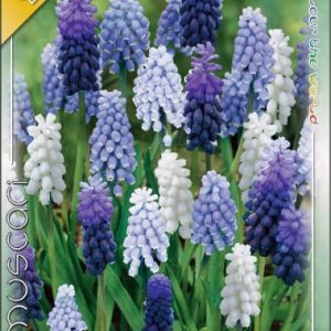 Muscari Mixed Gyöngyike színkeverék 10 db csomagolt virághagyma