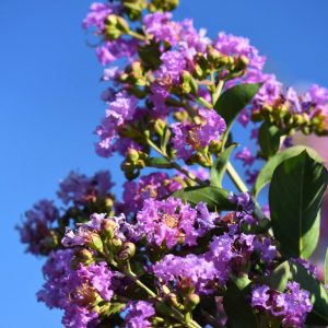 Lagerstroemia indica 'Powhatan' törzses kínai selyemmirtusz ibolyalila virágokkal