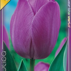 Tulipa Purple lila tulipán 6 db tulipánhagyma