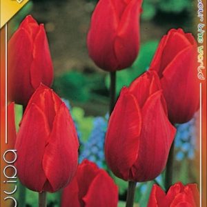 Tulipa Triumph Red 6 db piros tulipánhagyma