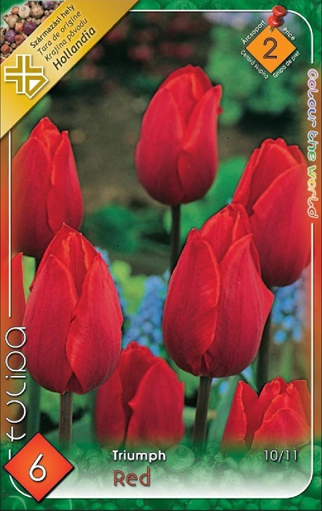 Tulipa Triumph Red 6 db piros tulipánhagyma