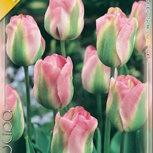 Tulipa Groenland Viridiflora rózsaszín-zöld tulipán virághagyma