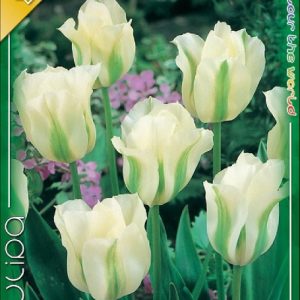 Tulipa Spring Green Viridiflora fehér-zöld tulipán virághagyma