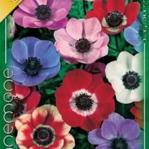 Koronás szellőrózsa Anemone de Caen mix színes virágai