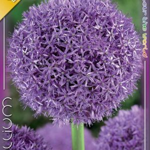 Allium Gladiator óriás díszhagyma lila gömbvirággal