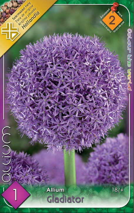 Allium Gladiator óriás díszhagyma lila gömbvirággal