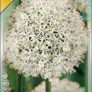 Allium Mount Everest óriás díszhagyma fehér gömbvirággal