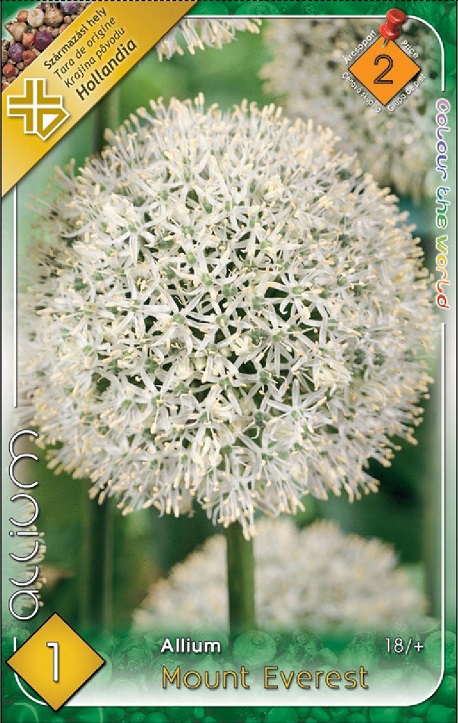 Allium Mount Everest óriás díszhagyma fehér gömbvirággal
