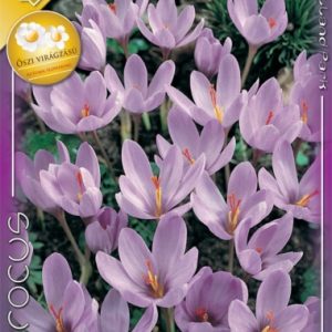 Crocus speciosus pompás krókusz őszi virágzásban