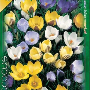 Crocus Botanical Mixed botanikai krókusz színkeverék