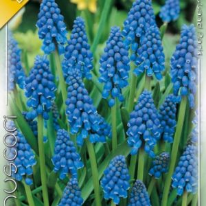 Muscari armeniacum kék fürtös virágzata