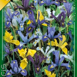 Iris Reticulata Mixed törpe sziklakerti írisz színkeverék