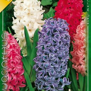 Hyacinthus Mixed jácint színkeverék