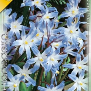 Chionodoxa luciliae Fehérszemű hófény 10 db virághagyma