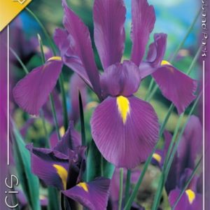 Iris hollandica Purple Sensation kerti virágzásban