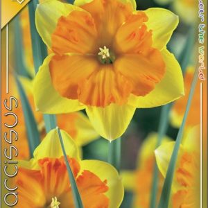 Narcissus Congress sárga virágú nárcisz narancssárga koronával