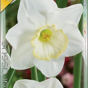 Narcissus Frosty Snow fehér nagycsészéjű nárcisz sárga koronával