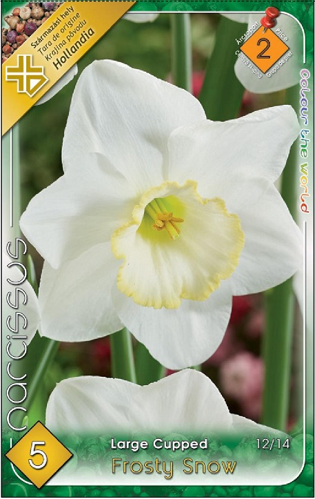 Narcissus Frosty Snow fehér nagycsészéjű nárcisz sárga koronával