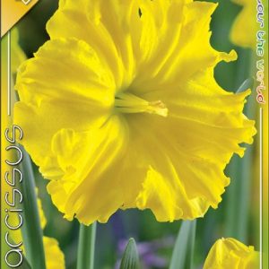 Narcissus Gold Disc sárga split corona nárcisz fodros koronával
