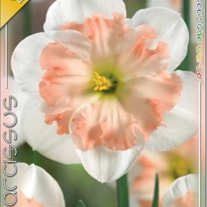 Narcissus Pink Wonder fehér szirmú rózsaszín split corona nárcisz