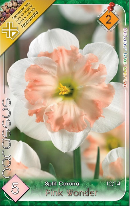 Narcissus Pink Wonder fehér szirmú rózsaszín split corona nárcisz