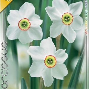 Narcissus poeticus Recurvus fehér költői nárcisz piros szélű koronával