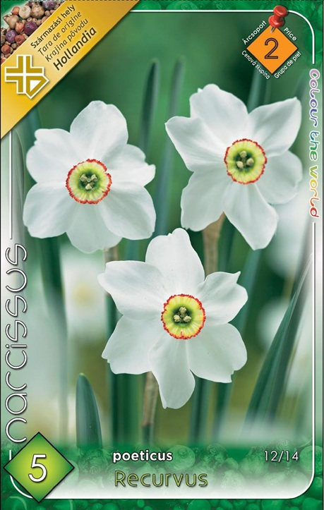 Narcissus poeticus Recurvus fehér költői nárcisz piros szélű koronával