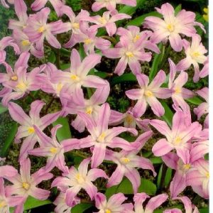 Chionodoxa forbesii Pink Giant Hófény 10 db virághagyma