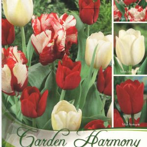 Piros-fehér tulipán kollekció 3×5 db – 15 db tulipánhagyma