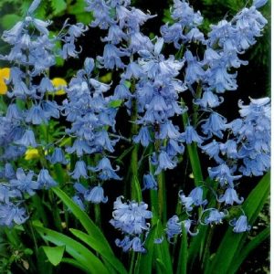 Hyacinthoides hispanica Blue spanyol kékharang kék virágokkal