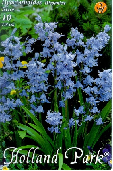 Hyacinthoides hispanica Blue spanyol kékharang kék virágokkal