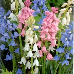 Hyacinthoides hispanica Mixed spanyol kékharang színkeverék