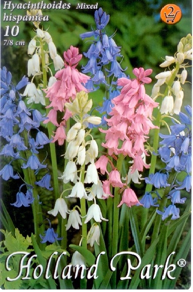 Hyacinthoides hispanica Mixed spanyol kékharang színkeverék